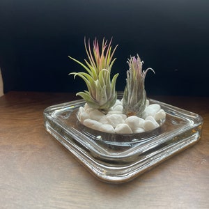 Air Plant - Tillandsia Klobii - Fast Shipping