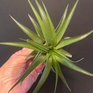 Air Plant - Tillandsia - Fast Shipping