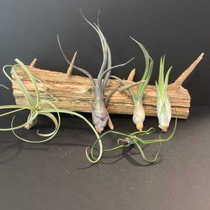 Air Plant - 5 pk variety - Tillandsia - Fast  Shipping