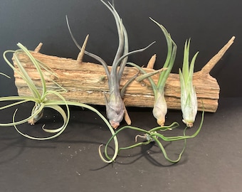 Air Plant - 5 pk variety - Tillandsia - Fast  Shipping