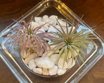 Air Plants - Tillandsia Ionantha - Fast Shipping