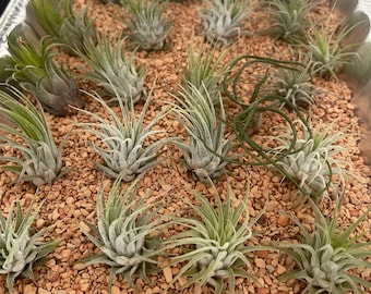 Five Air Plants, Tillandsia Ionantha, the Blushing Bride - Etsy