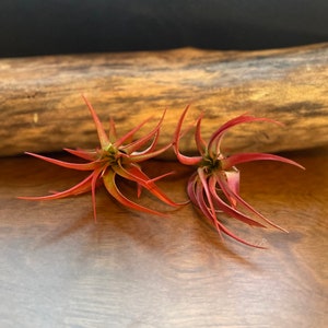May include: Two red air plants with long, thin leaves. The plants are arranged on a wooden surface.
