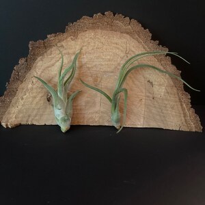 Air Plant - Tillandsia - Fast Shipping Awesome Air Plant
