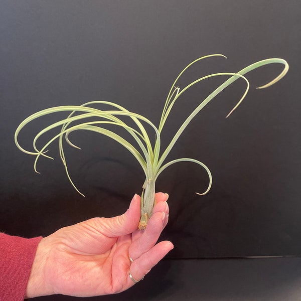 Air Plants - Intermedia - Tillandsia - Fast Shipping