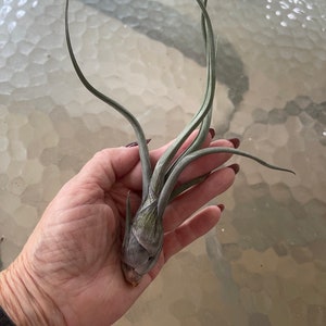 Air Plants - Baileyi - Tillandsia - Fast Shipping