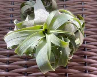 Air Plant - Streptophylla-Shirley Temple- Fast Shipping