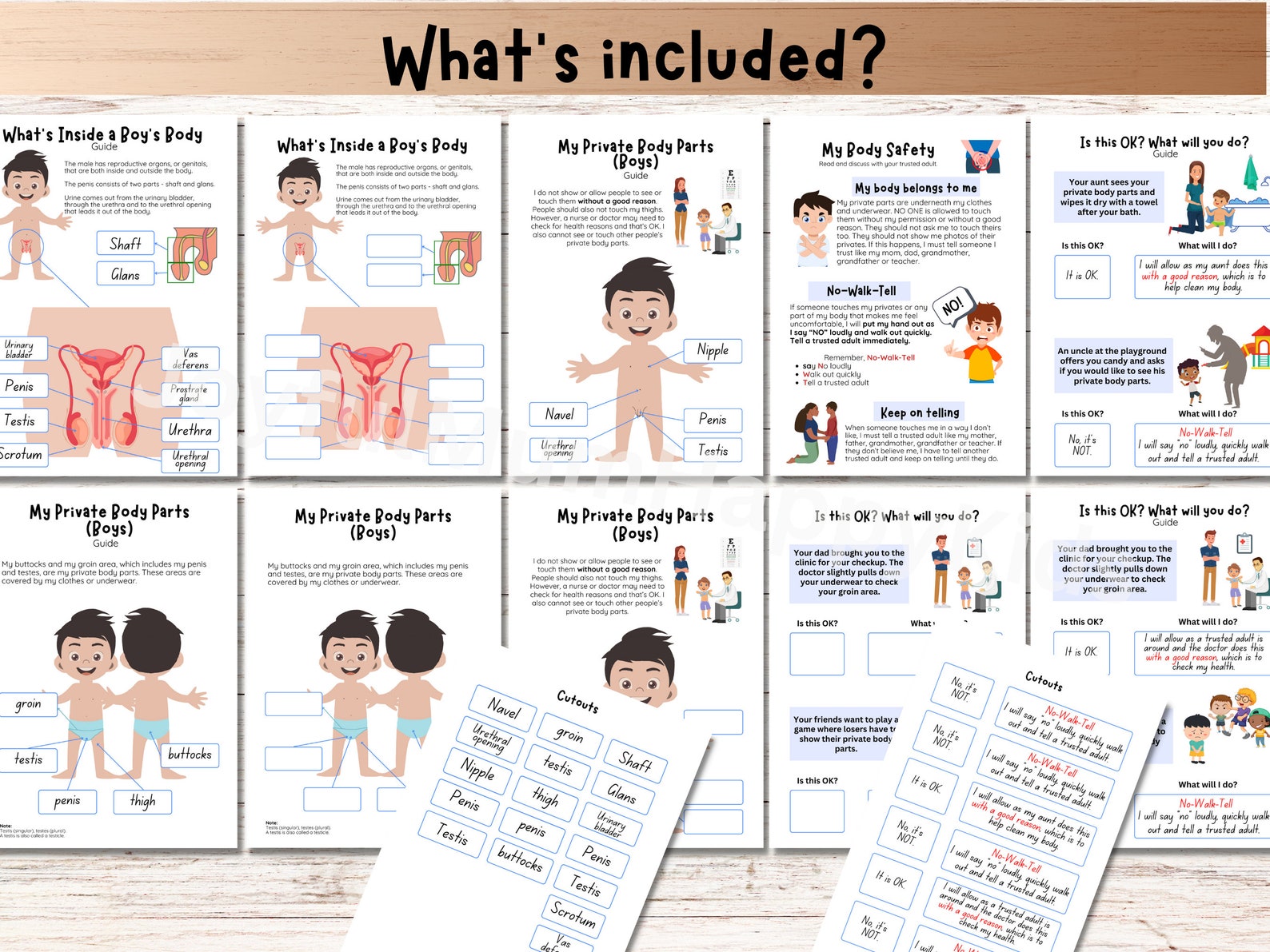 Male Reproductive System Toddler Busy Book Human Anatomy Private Parts ...