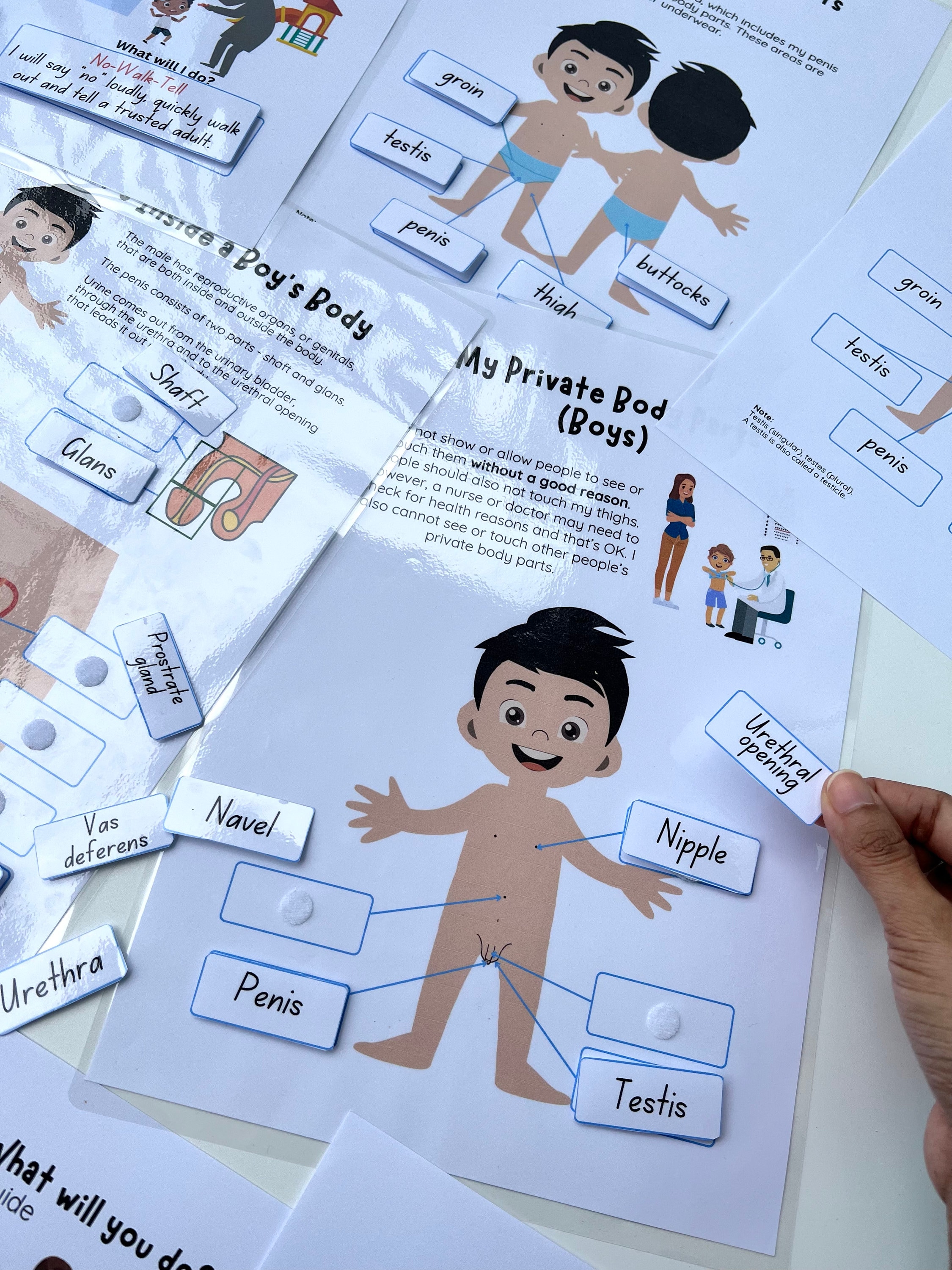 Male Reproductive System Toddler Busy Book Human Anatomy Private Parts ...