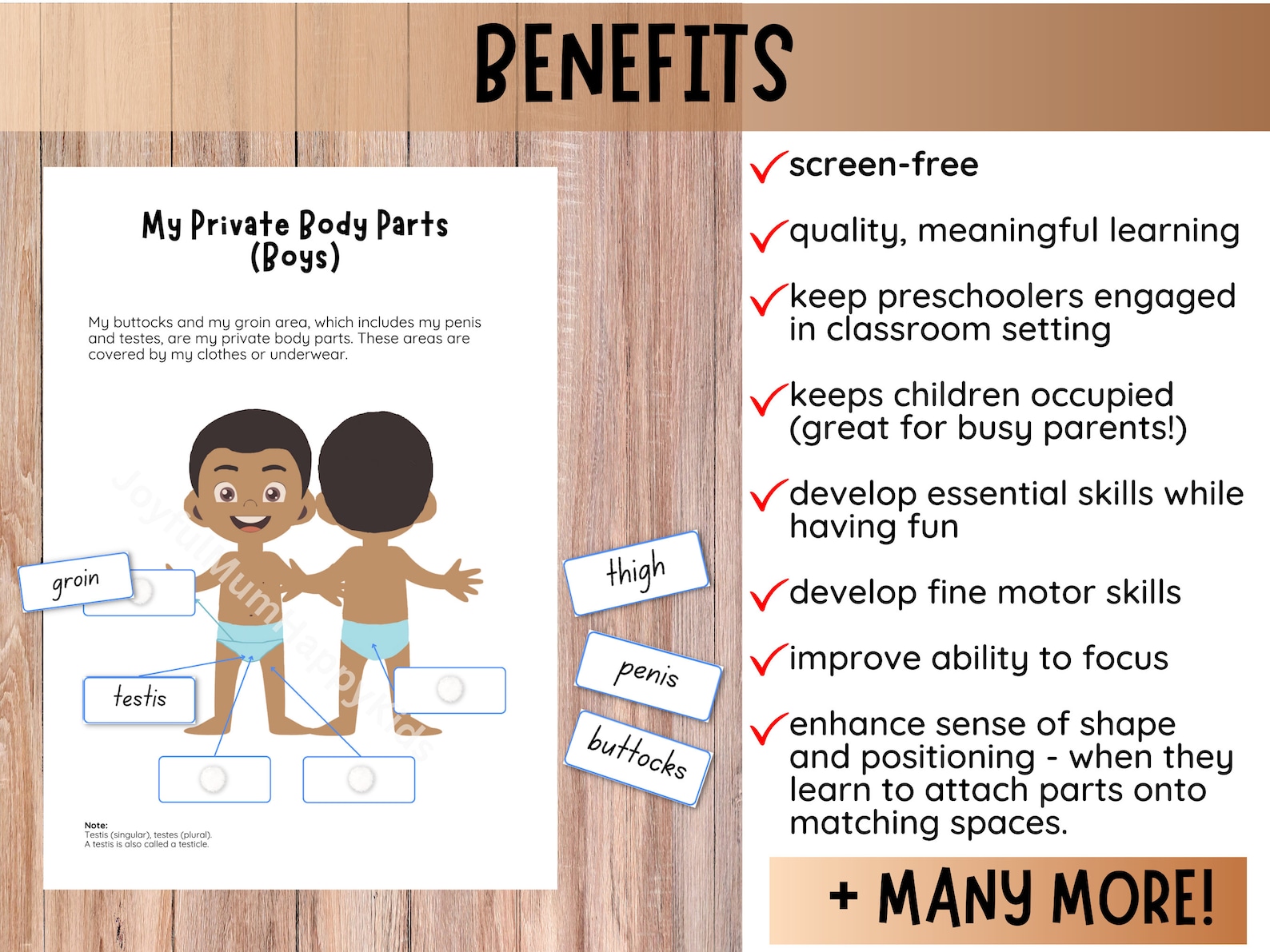 Male Reproductive System Toddler Busy Book Human Anatomy Private Parts ...