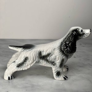 Vintage Springer Spaniel On Point