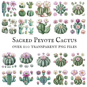 Imágenes prediseñadas de peyote, imágenes prediseñadas de cactus en flor, bonitas ilustraciones transparentes de cactus PNG, dibujos de cactus en acuarela, arte de cactus rosa en flor
