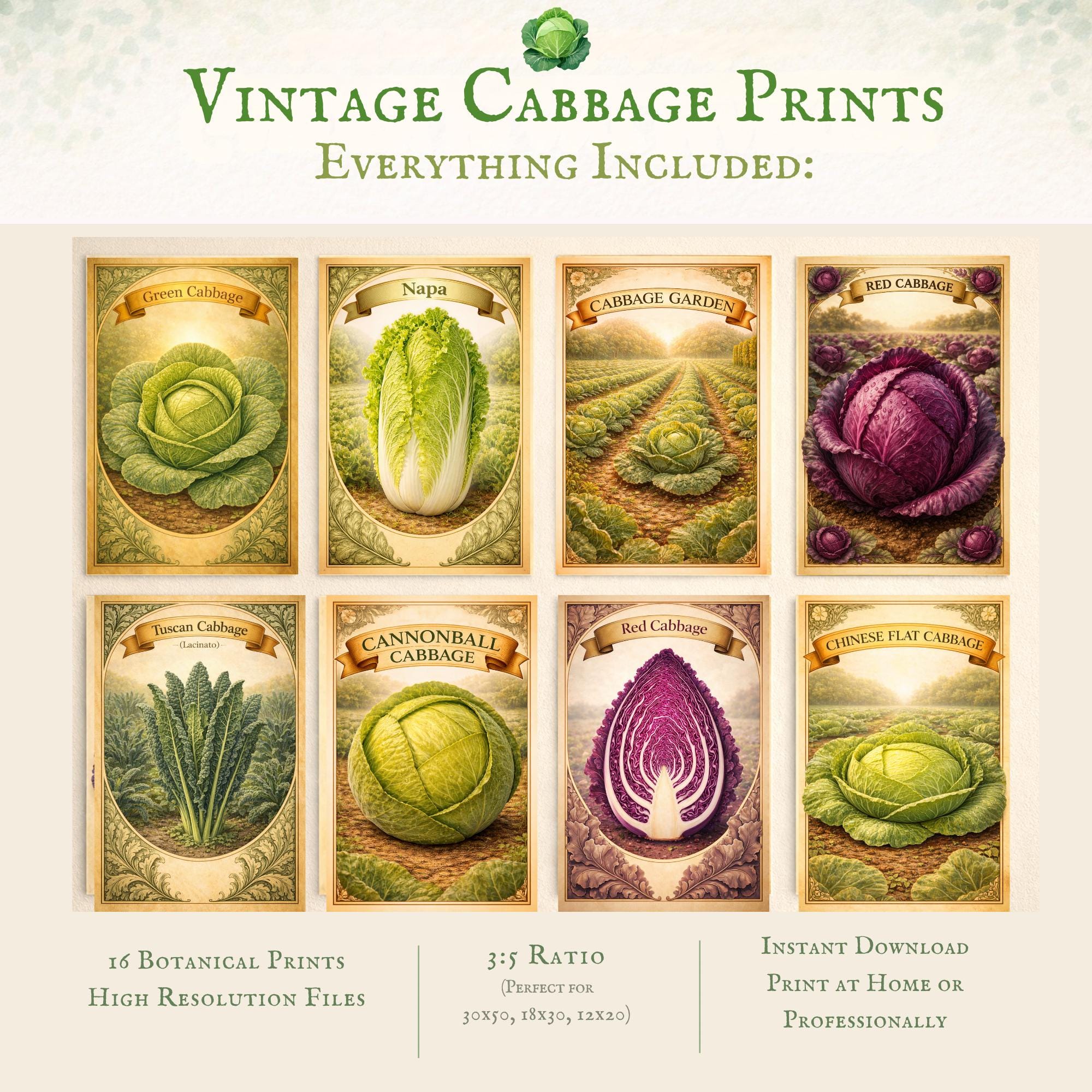 Vintage Cabbage Prints, Printable Botanical Kitchen Wall Art, Vegetable ...