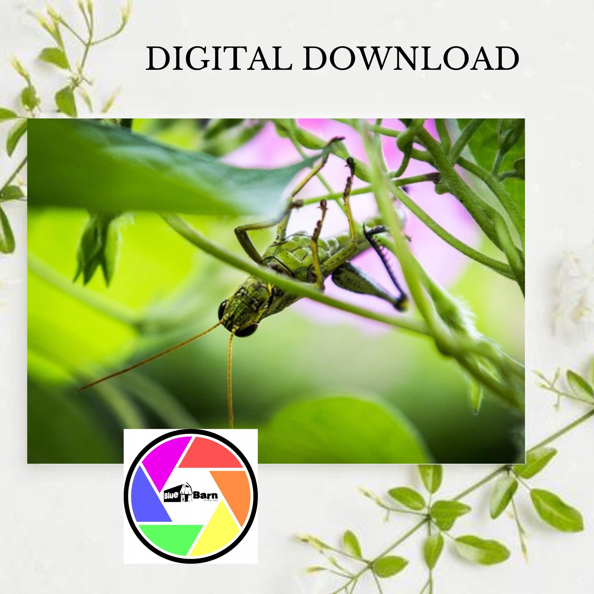 Insects, Photo Set of Four, Insects, Square Digital Wall Art, Crickets ...