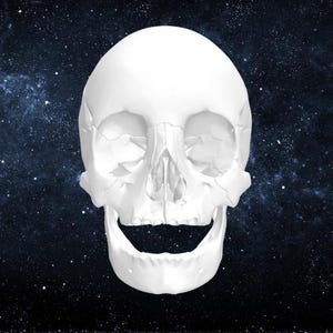 Gesamter hohler Schädel anatomisches Modell für den 3D-Druck