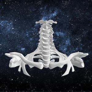 Cervical Spine to Pectoral Girdle - Digital