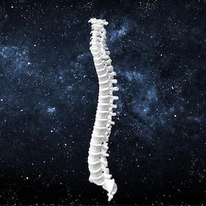 Entire Human Spine Cervical to Lumbar Plus Sacrum Anatomical Model - Digital File