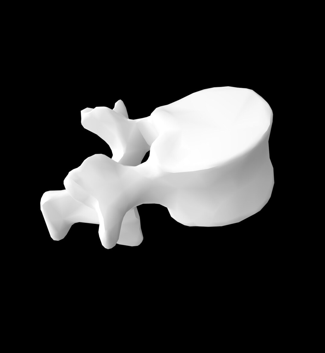 3D Printed Lumbar Spine Vertebrae - Etsy