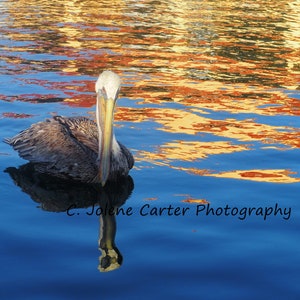 Pelicans, birds, ocean, beach, seascapes, nautical, golden sunlight, original photography, feathers, blue, flock, aseyeseeit, Jolene Carter