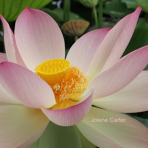 Lotus, nature, flower, pink, white, green, zen, yoga, meditation, stress relief, relaxation, zen