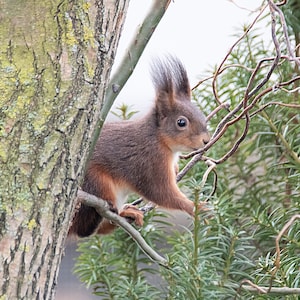 Squirrel