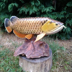 Arowana Golden Dragon, exotic fish