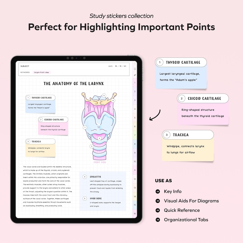 K&ouml;nnte beinhalten: Eine digitale Illustration der Anatomie des Kehlkopfs mit Beschriftungen f&uuml;r den Schildknorpel, den Ringknorpel und die Luftr&ouml;hre. Die Illustration befindet sich auf einem Tablet-Bildschirm mit rosa Hintergrund. Der Text "The Anatomy of the Larynx" befindet sich oben in der Illustration. Der Text "Use As" befindet sich unten in der Illustration mit Aufz&auml;hlungszeichen f&uuml;r "Key Info", "Visual Aids for Diagrams", "Quick Reference" und "Organizational Tabs".