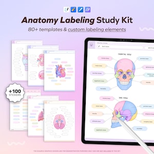 Pode incluir: Kit de estudo de anatomia com mais de 80 modelos e elementos de rotulagem personalizados, apresentando um tablet digital com um diagrama de crânio em vistas frontal e lateral, além de 100 adesivos em um fundo de gradiente suave.