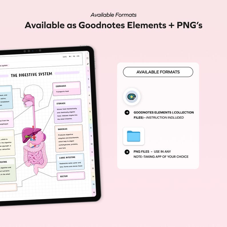 K&ouml;nnte beinhalten: Eine digitale Illustration des menschlichen Verdauungssystems mit Beschriftungen f&uuml;r jedes Organ. Das Bild ist in zwei Formaten verf&uuml;gbar: Goodnotes-Elemente und PNG-Dateien. Das Goodnotes-Elementformat enth&auml;lt Anweisungen zur Verwendung. Die PNG-Dateien k&ouml;nnen in jeder Notiz-App verwendet werden.
