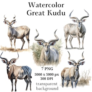Grande Kudu Clipart, 7 PNG di alta qualità sfondo trasparente, Arte della scuola materna, Download digitale istantaneo / Creazione di cartoline, Clipart animali / #1109