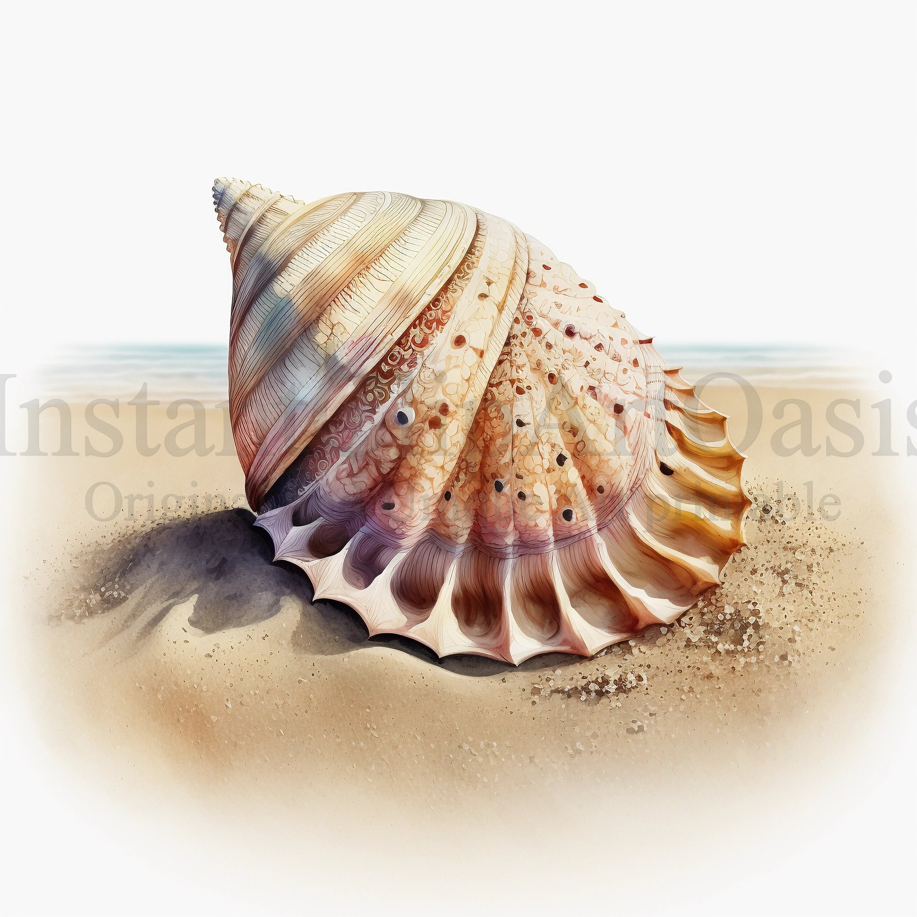 Shell Clipart |set 2| 10 High Quality Jpgs, Nursery Art, Card Making ...