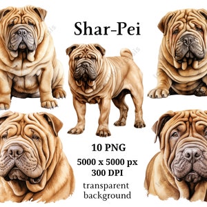 Shar-Pei Clipart, 10 hochwertige PNGs, Kindergarten, digitaler Planer, Aquarell Hund, Kartenherstellung, Journaling, digitaler Download #933