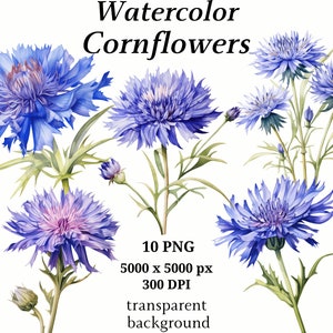 Bleuets Clipart - 10 PNG de haute qualité, Clipart botanique, Planificateurs numériques, Junk Journals, Téléchargement numérique, Livres de mémoire | #1250