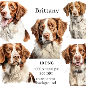 Brittany Clipart, 10 PNG di alta qualità, Asilo nido, Pianificatore digitale, Cane acquerello, Creazione di carte, Diario, Download digitale #930
