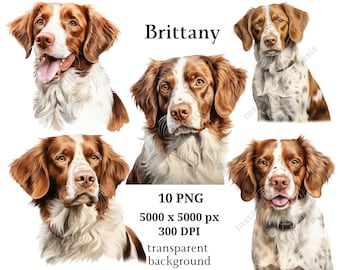 Bretagne clipart, 10 hoogwaardige PNG's, kwekerij, digitale planner, aquarel hond, kaart maken, journaling, digitale download #930