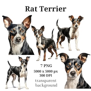 May include: Seven digital illustrations of a Rat Terrier dog breed in various poses. The dog is black, white, and brown with a short, smooth coat. The images have a transparent background.