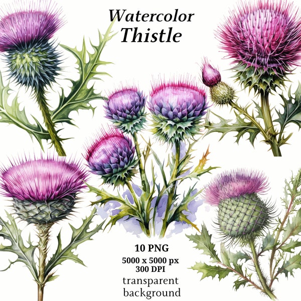 Thistle Clipart, 10 High Quality PNGs, Botanical Art, Digital Download, Card Making, Journaling, Digital Paper Craft | #1321