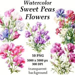 Sweat Peas Flowers Clipart, 10 High Quality PNGs, Botanical Clipart, Digital Planners, Junk Journals, Digital Download, Memory Books | #1243