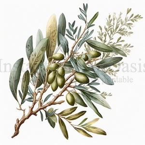 Olive Branches Clipart, 10 JPG de haute qualité, Art botanique, Téléchargement numérique, Fabrication de cartes, Journalisation, Artisanat en papier numérique | #272
