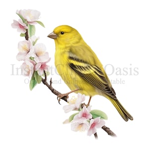 Canary Bird Clipart, 10 High Quality PNGs, Nursery Art, Instant Digital Download | Card Making, Bird Clipart, Digital Paper Craft | #334