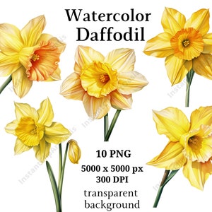 Daffodil Clipart, 10 High Quality PNGs, Botanical Art, Digital Download, Card Making, Journaling, Digital Paper Craft | #957
