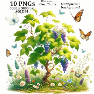 Clipart de plantas de videira, 10 PNGs de alta qualidade, arte botânica, download digital, confecção de cartões, registro no diário, artesanato em papel digital | #1465