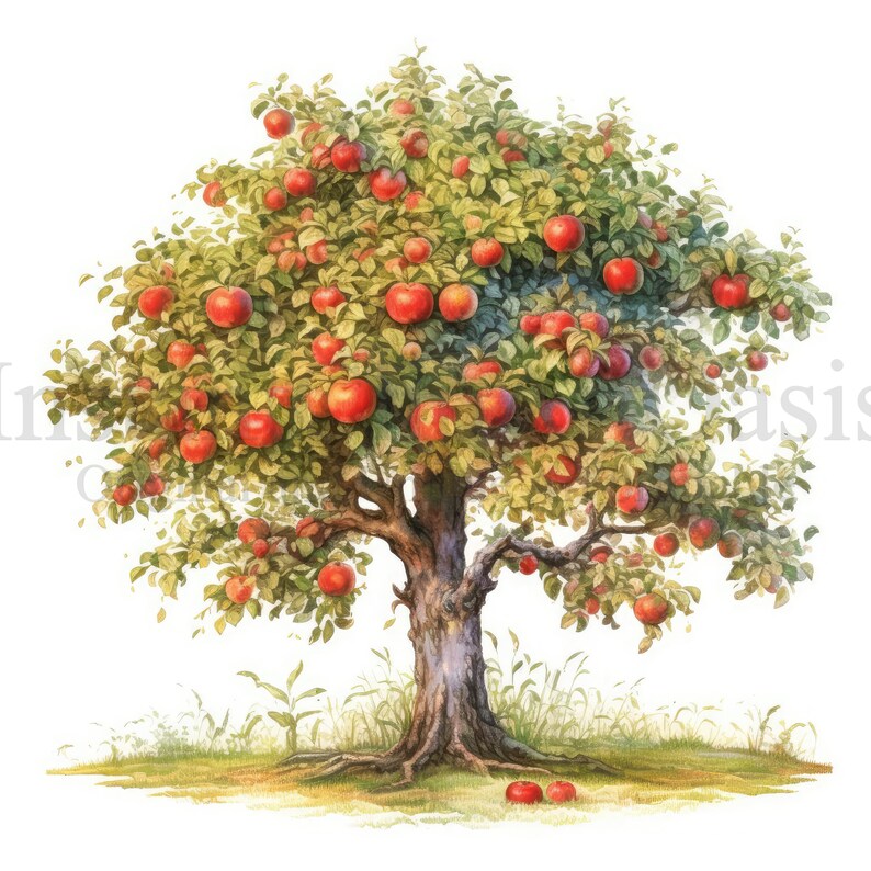 Apple Trees Clipart, 10 High Quality Jpgs, Botanical Art, Digital ...
