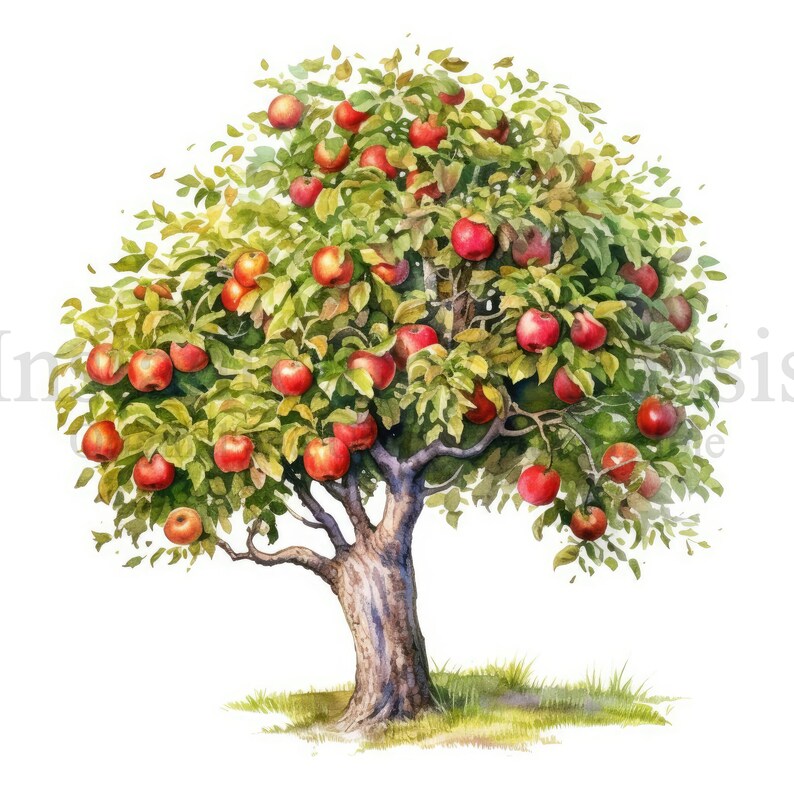Apple Trees Clipart, 10 High Quality Jpgs, Botanical Art, Digital ...