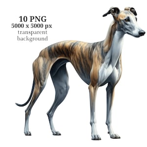 Greyhound Clipart, 10 High Quality PNGs, Nursery Art, Digital Download | Card Making, Cute Dog Clipart, Digital Paper Craf | #1460