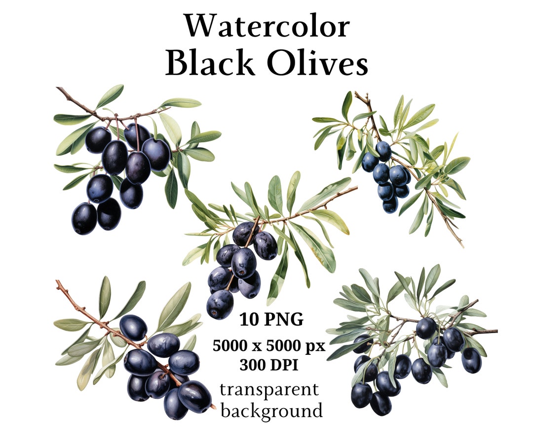 Black Olives Clipart, 10 High Quality Pngs, Botanical Clipart, Digital