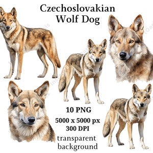Cane lupo cecoslovacco Clipart, 10 PNG di alta qualità, Planner digitale, Cane lupo dell'acquerello, Creazione di carte, Journaling, Download digitale n. 974