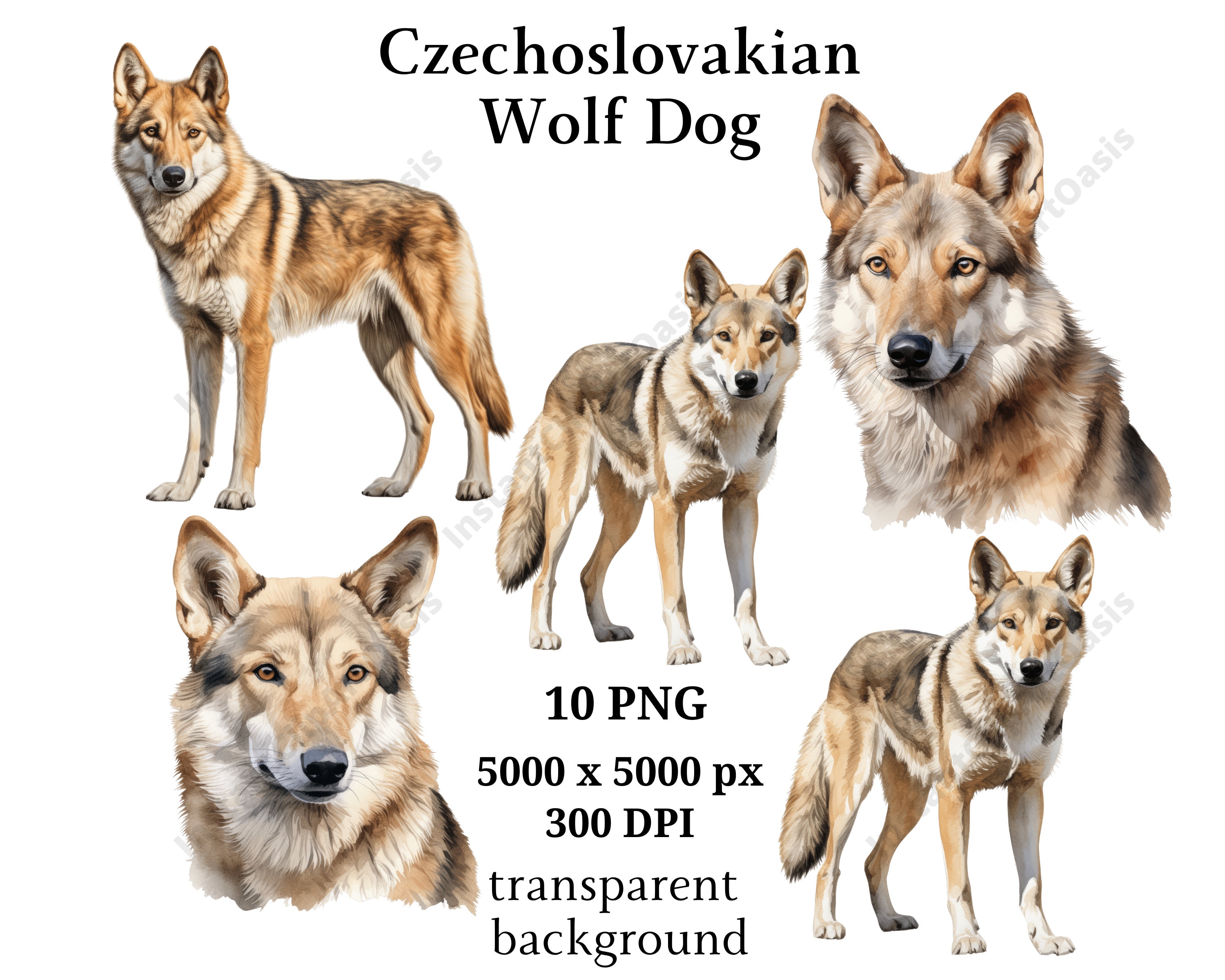 Czechoslovakian Wolf Dog Clipart, 10 High Quality Pngs, Digital Planner,  Watercolor Wolf Dog, Card Making, Journaling, Digital Download #974 - Etsy, image size:3000x2400