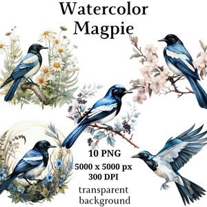 Magpie Clipart - 10 PNG de haute qualité, Nursery Art, Téléchargement numérique | Fabrication de cartes, clipart d’oiseau mignon, artisanat en papier numérique | #1156