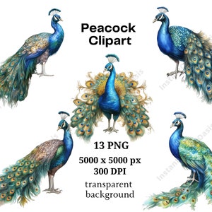 Clipart de pavão - set2 - 13 PNGs de alta qualidade, arte de berçário, download digital, criação de cartões, clipart de animais fofos, artesanato em papel digital | #1053